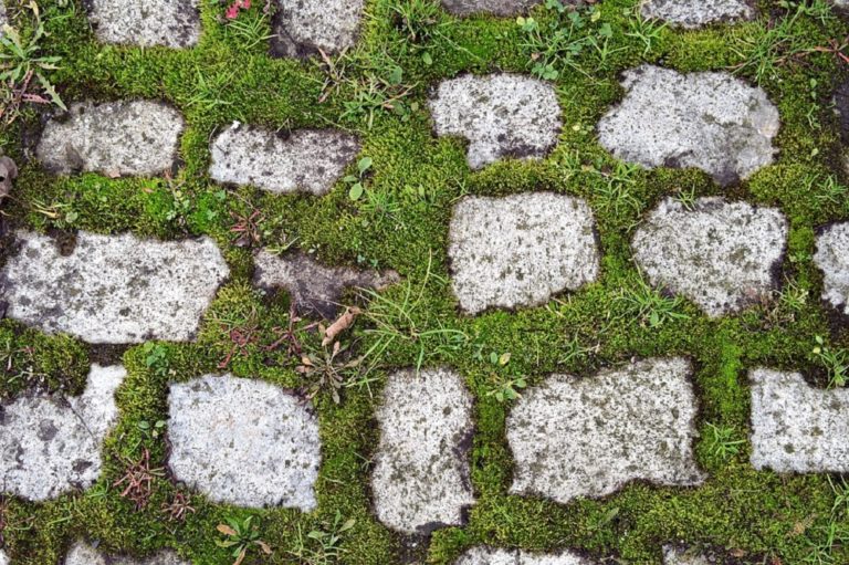 what-keeps-moss-from-growing-between-pavers-landscape-wired